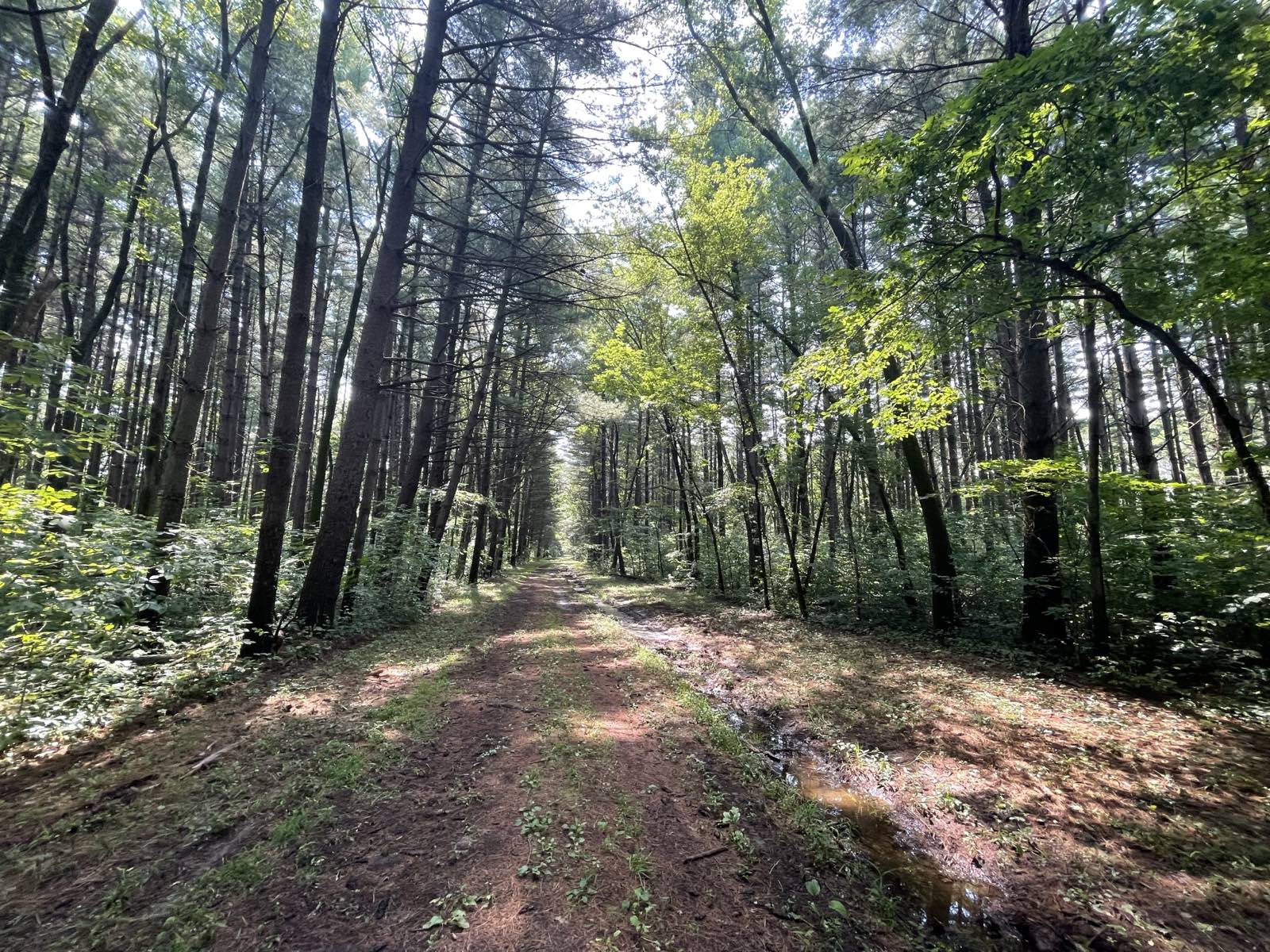 A sunlit dirt path leading into a tall Eastern Iowa forest — the start of a journey through the trees.