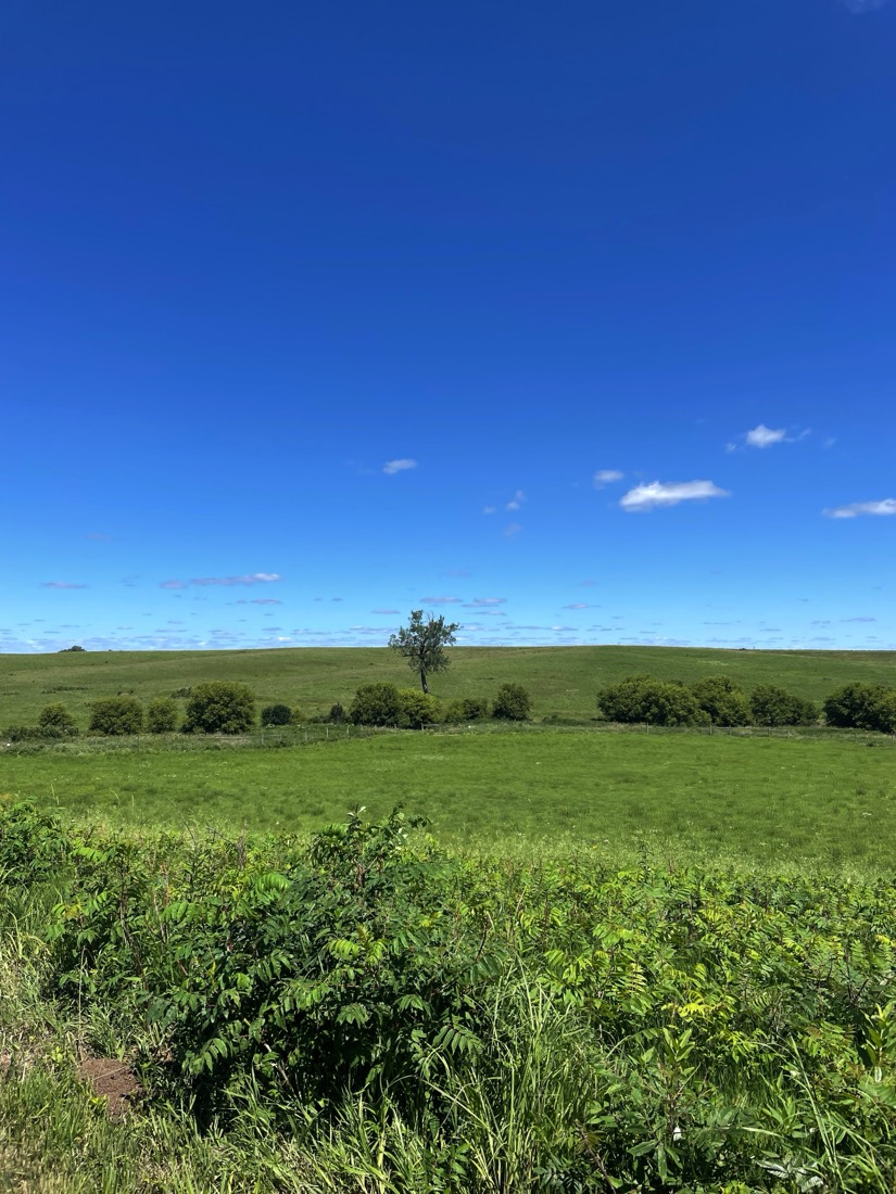 Rolling green Iowa farmland with a lone tree against a deep blue summer sky.